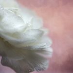 如何判断亚博提款是否靠谱?全面解析提款安全性 78kyxfh