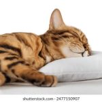 大集汇娱乐游戏下载:探索丰富多彩的娱乐世界与精彩活动 be7p4