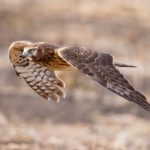 如何在betball贝博在线平台上获取最佳投注策略与技巧 ojwu1q6lh3