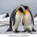 大家乐娱乐平台:畅享线上娱乐与社交互动的新天地 vv2cinv23